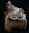 Edmontosaurus (Hadrosaur) Vertebrae - Montana #10260-3